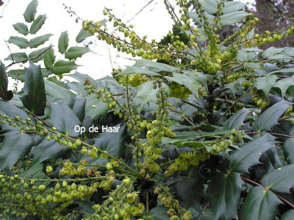 Mahonia japonica