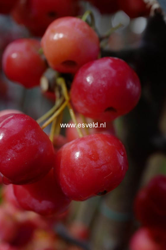 Malus 'Red Sentinel'