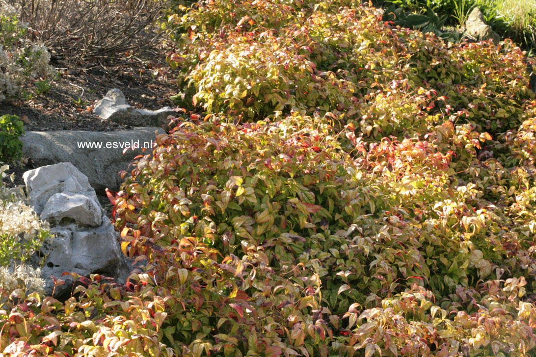Nandina domestica 'Fire Power'
