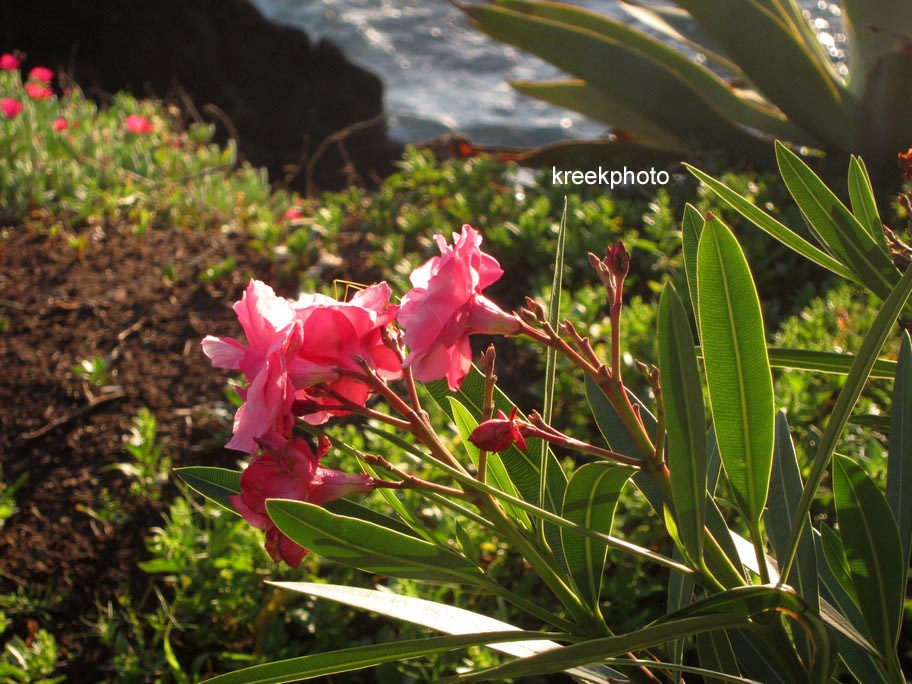 Nerium oleander