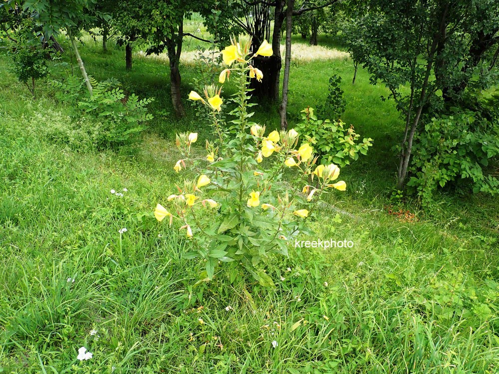 Oenothera biennis