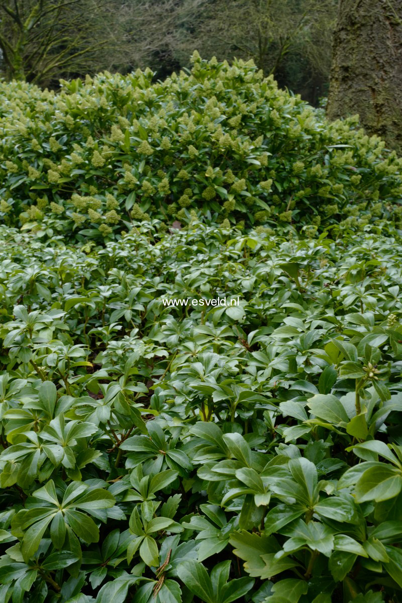 Pachysandra terminalis