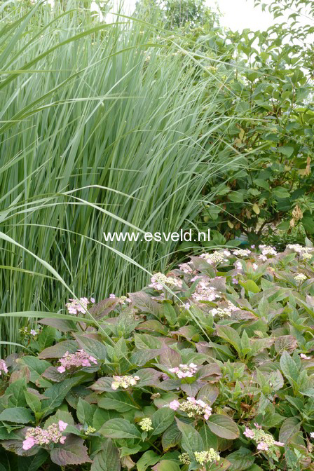 Panicum virgatum 'Northwind'