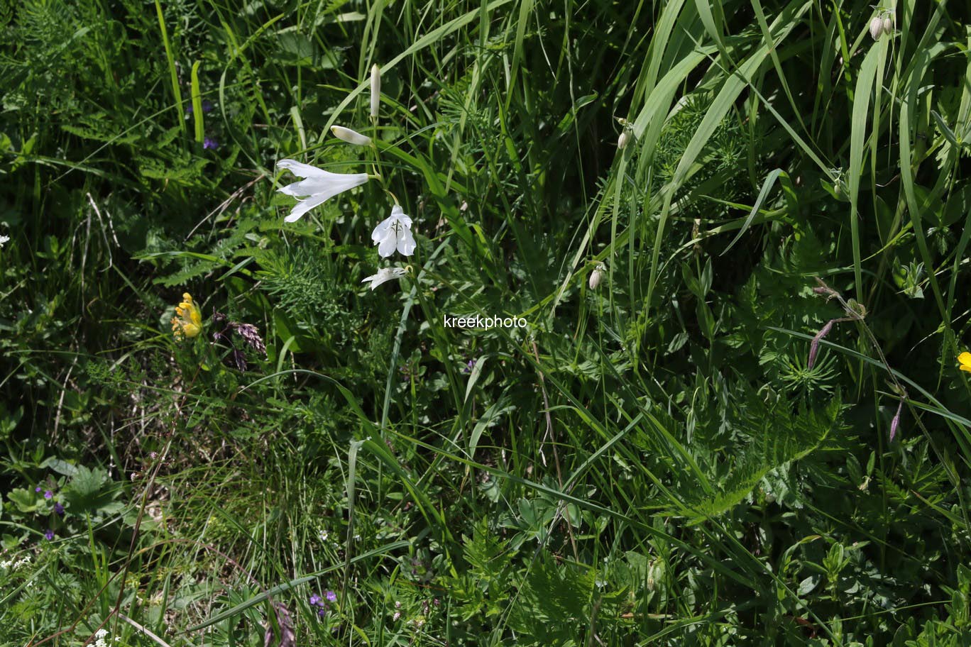 Paradisea liliastrum