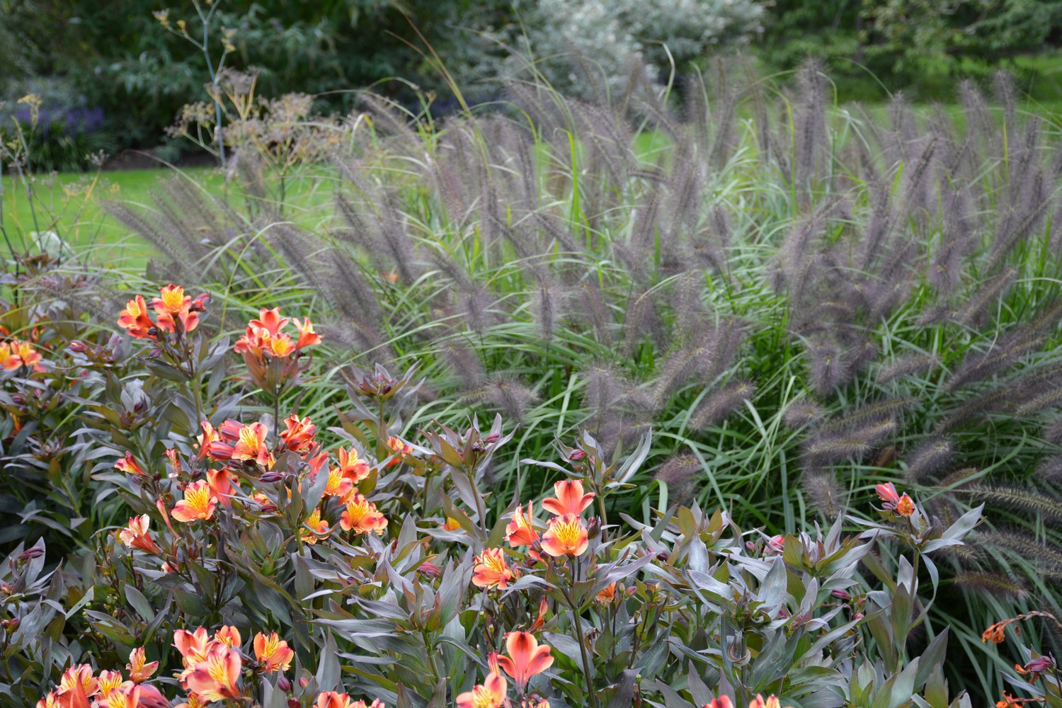 Pennisetum alopecuroides var. viridescens