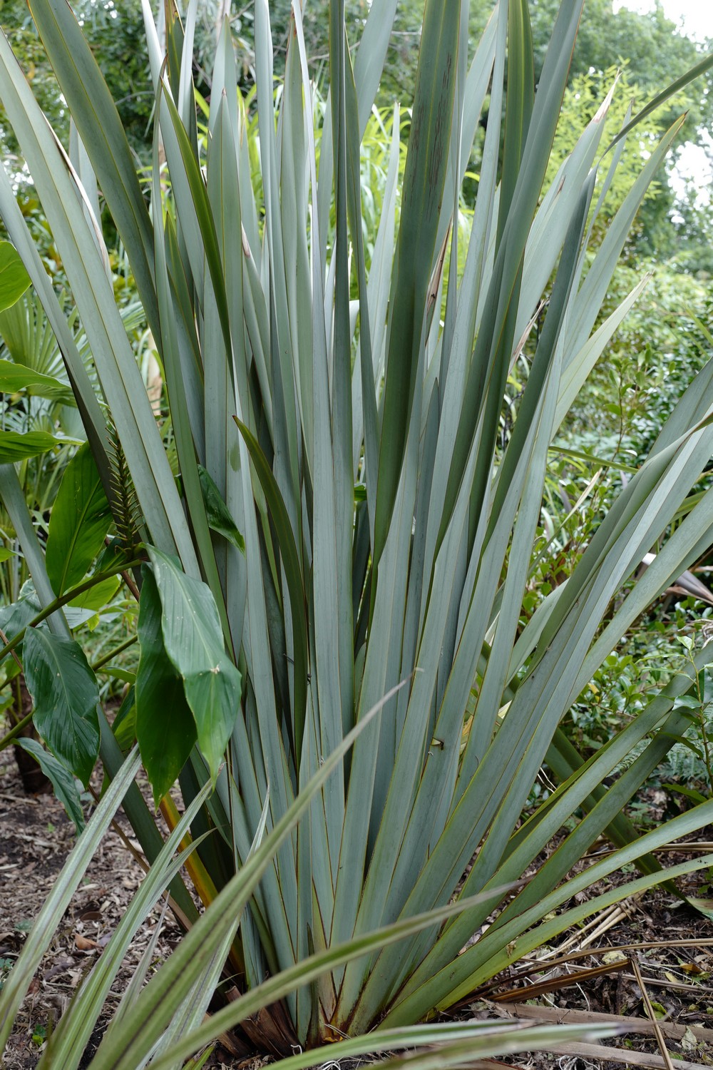 Phormium tenax
