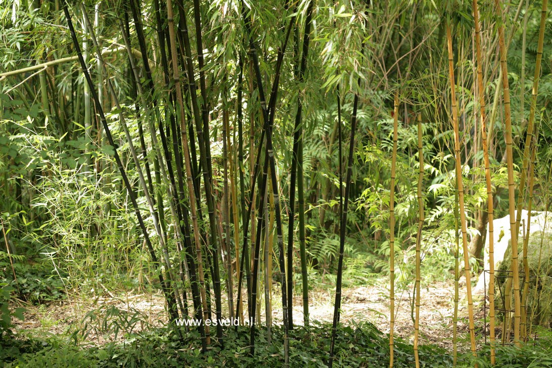 Phyllostachys nigra