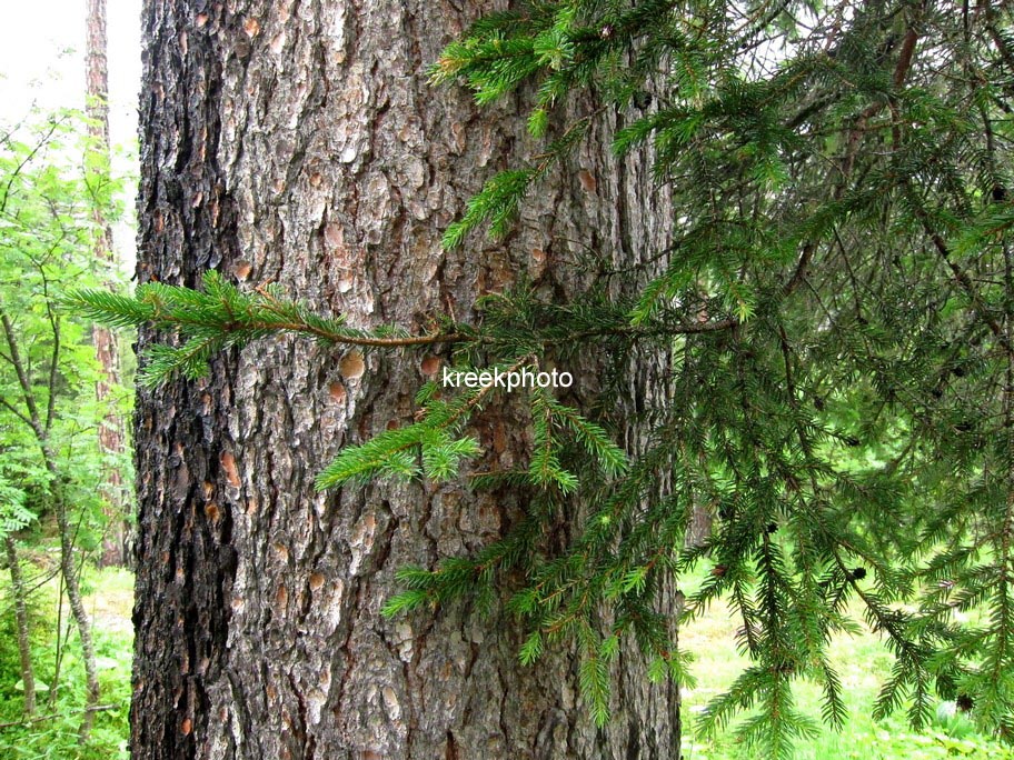 Picea abies