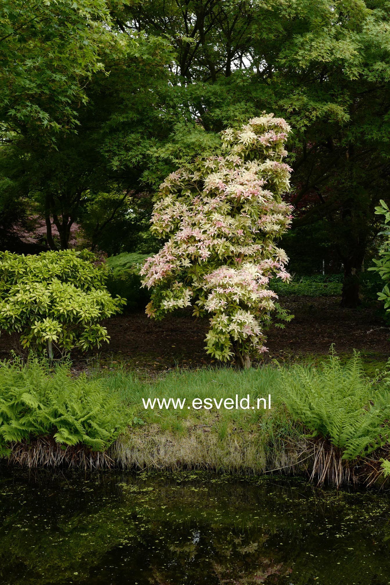 Pieris 'Bert Chandler'