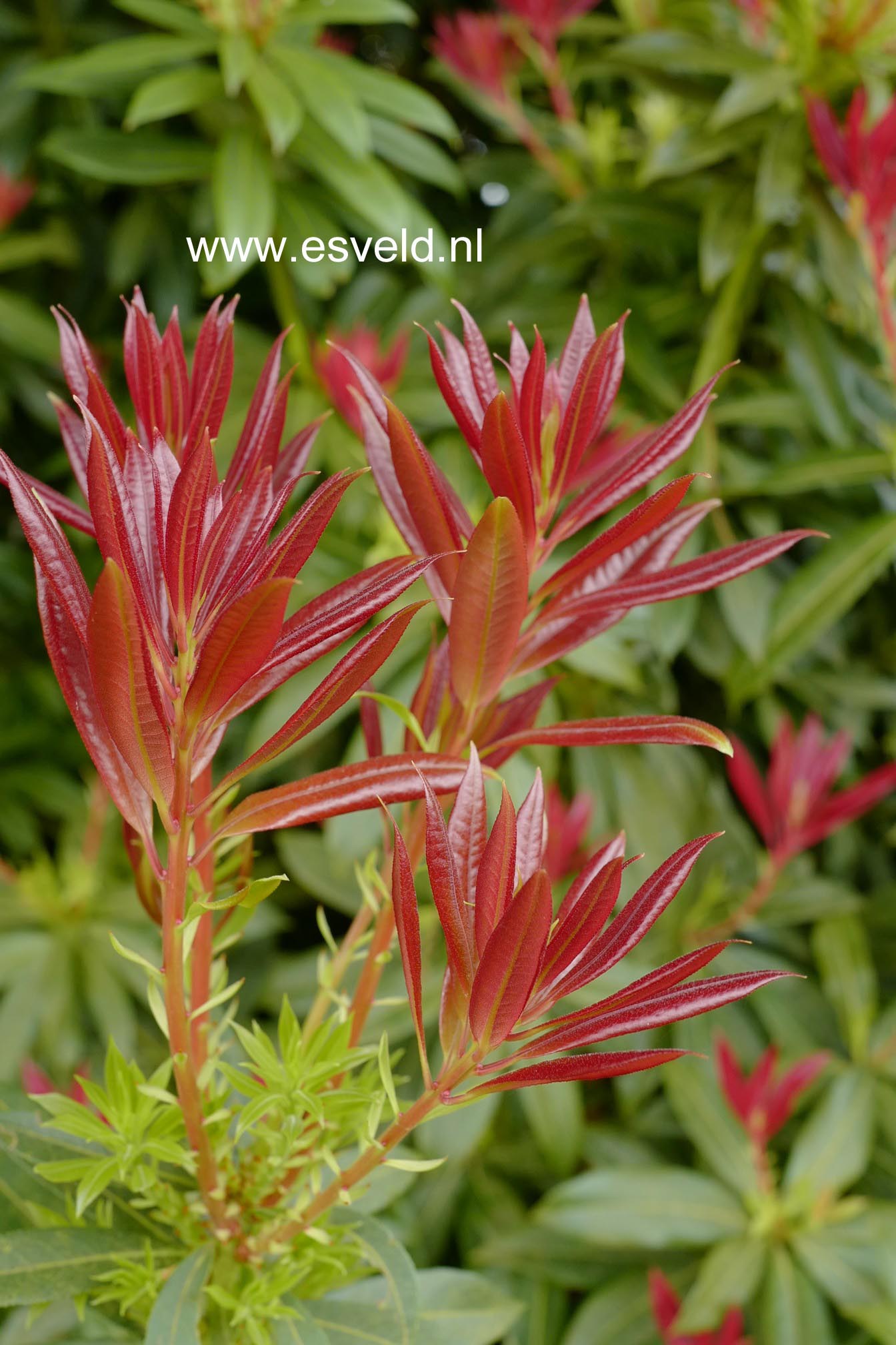 Pieris formosa 'Wakehurst'
