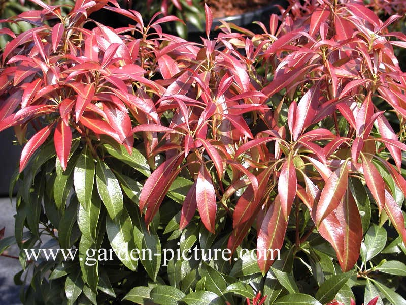 Pieris japonica 'Katsura'