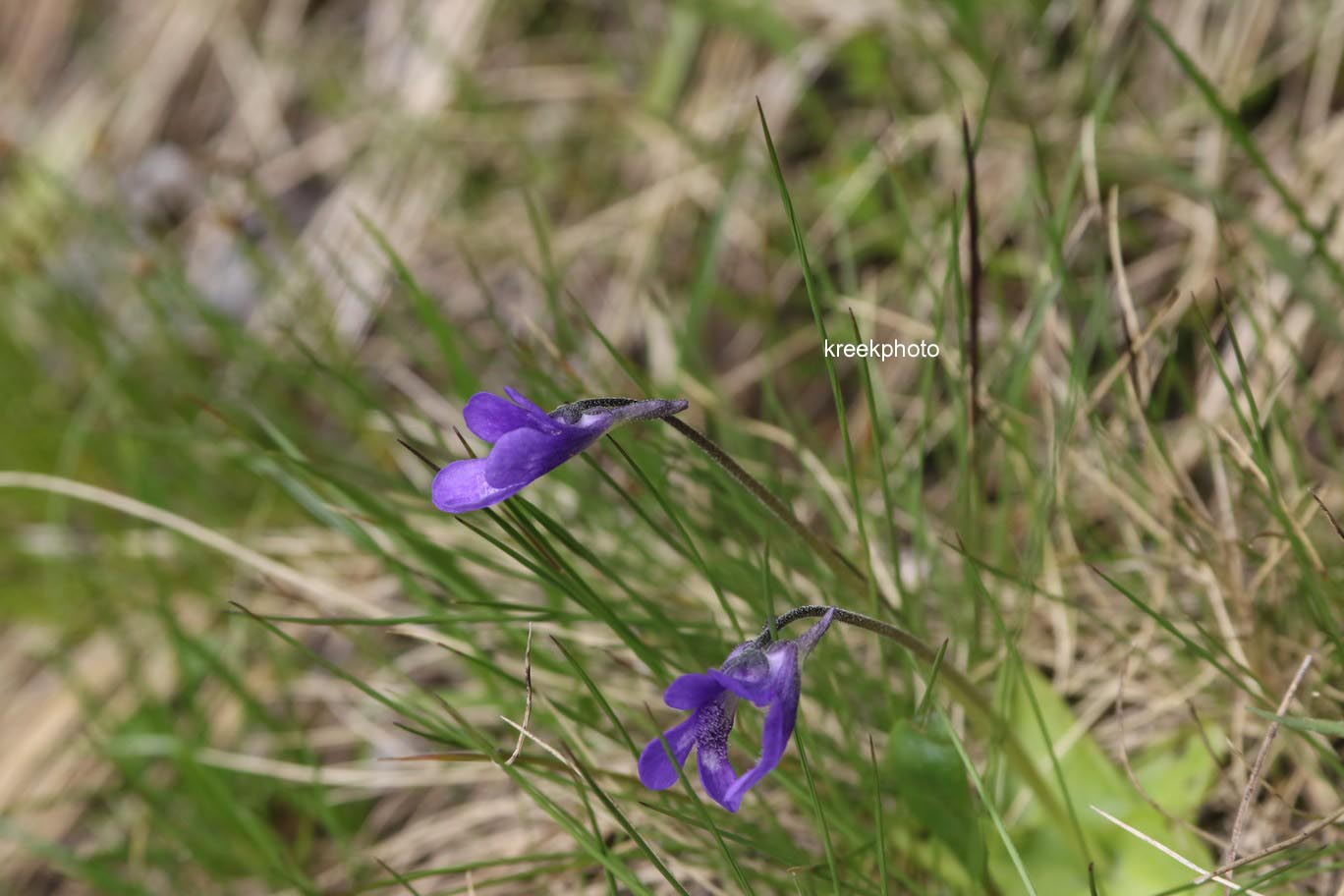 Pinguicula vulgaris