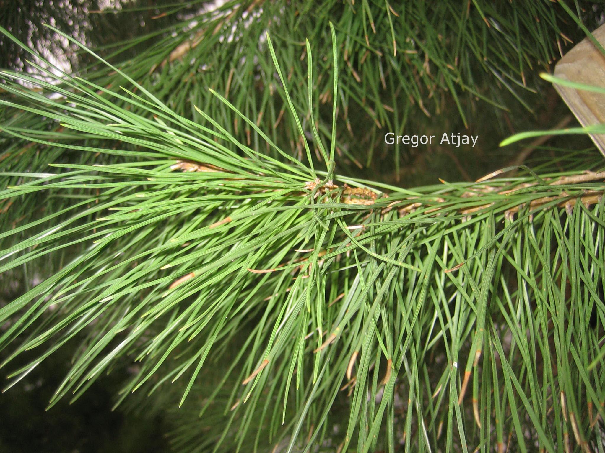 Pinus halepensis