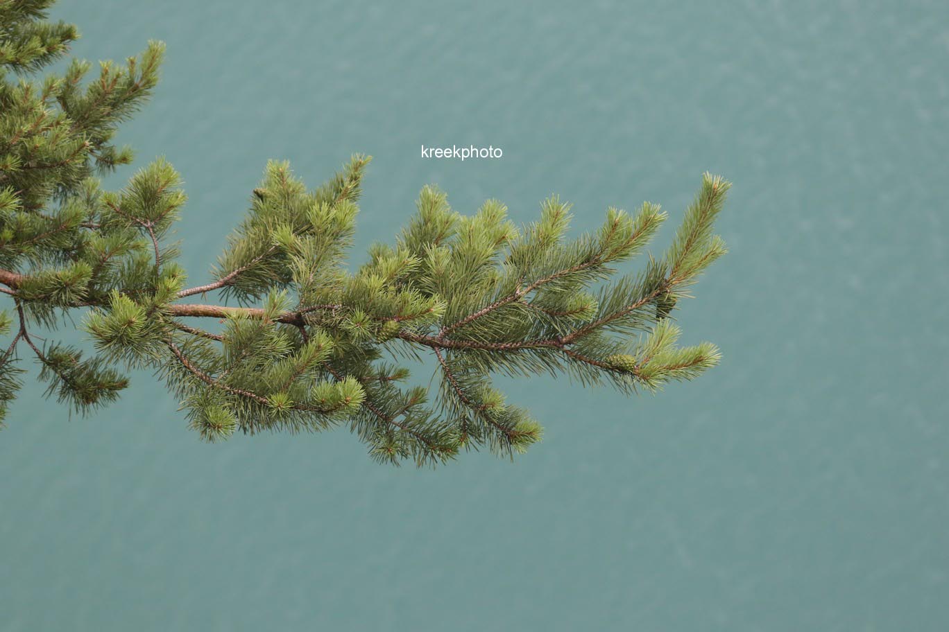 Pinus mugo subsp. uncinata