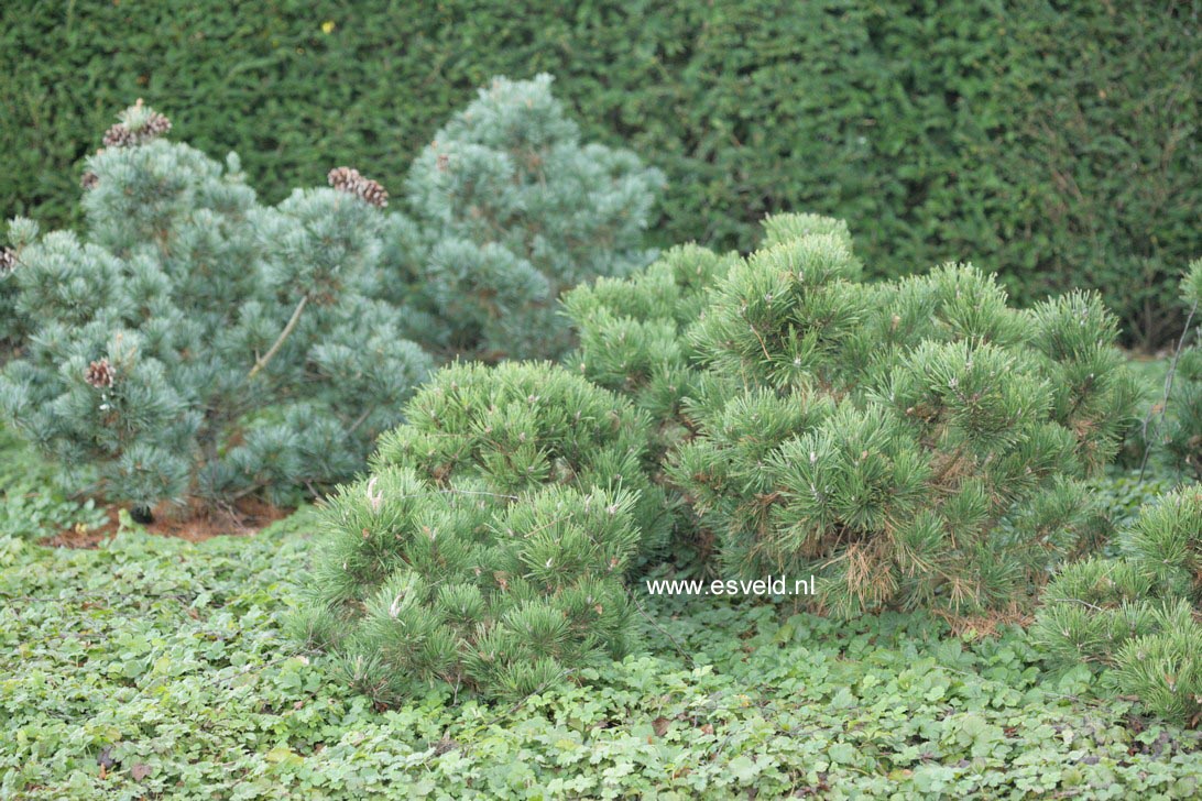 Pinus mugo