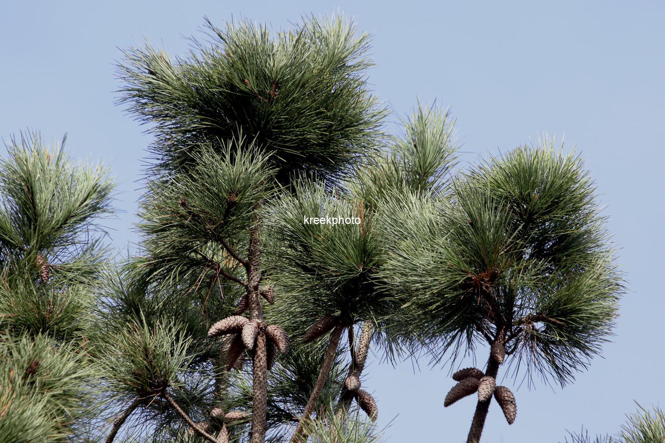Pinus pinaster