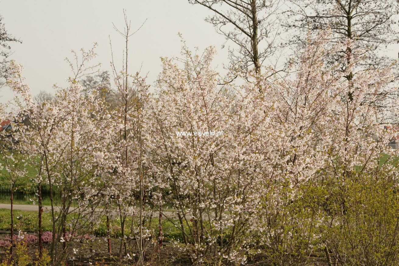 Prunus nipponica 'Felice'