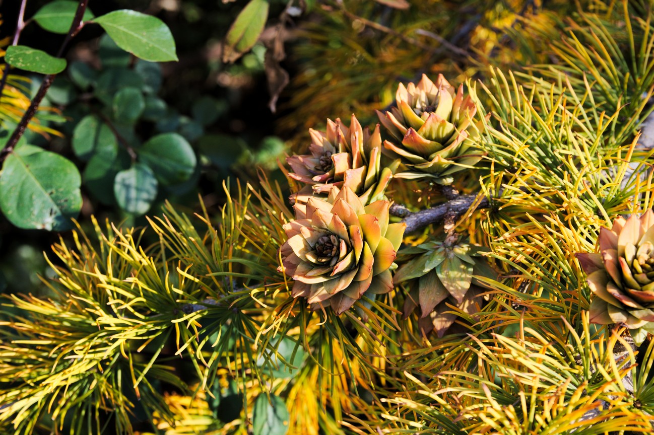 Pseudolarix amabilis