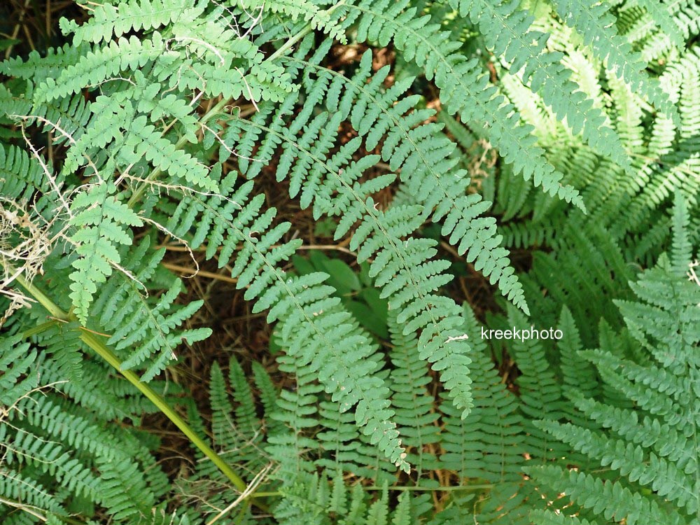 Pteridium aquilinum