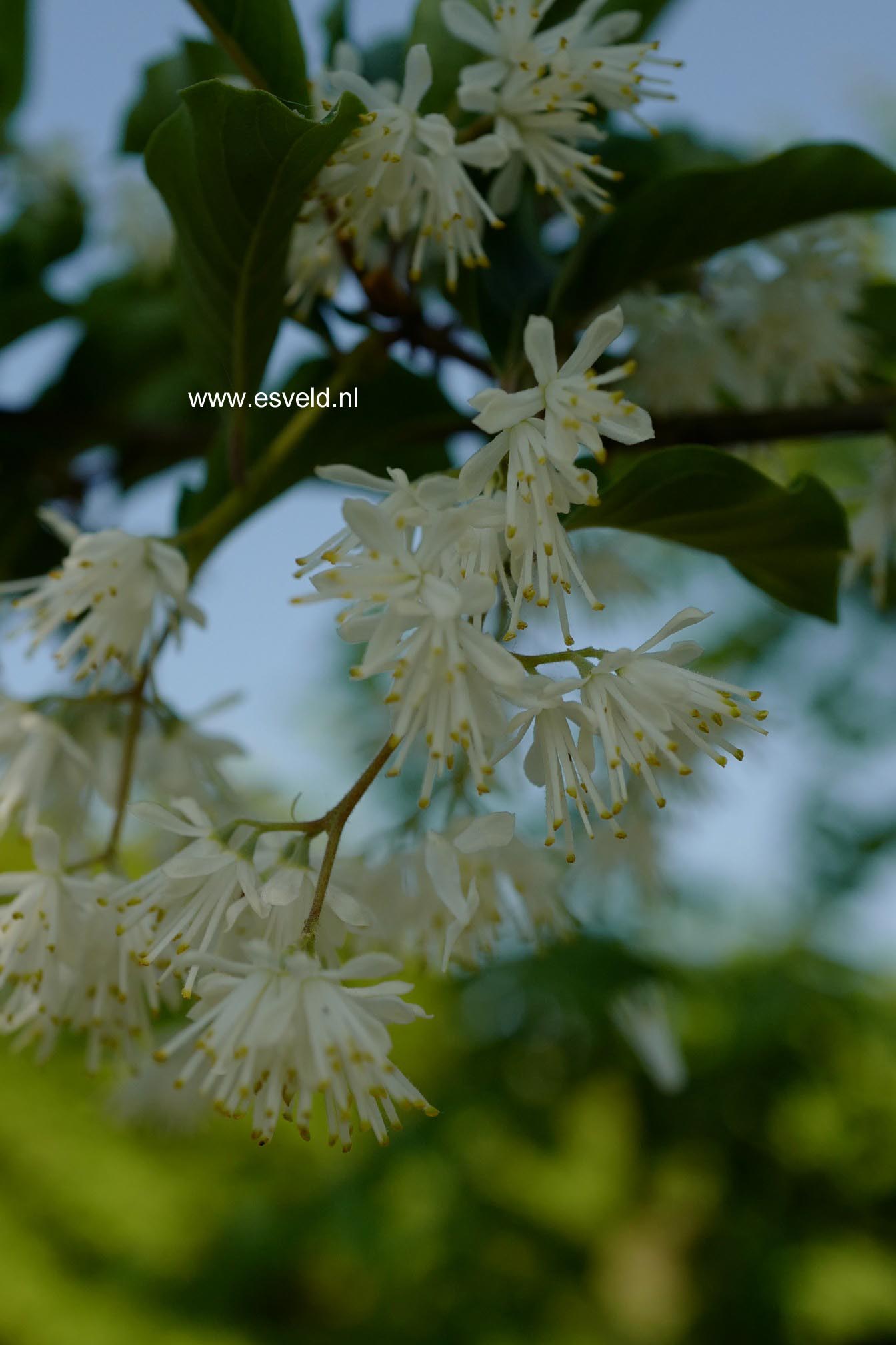 Pterostyrax corymbosa