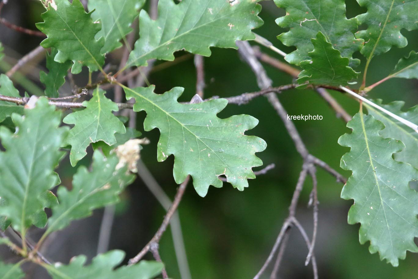 Quercus pubescens