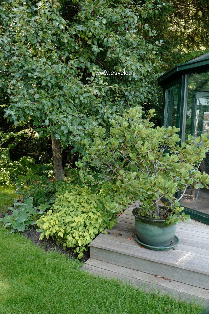 Rhaphiolepis umbellata