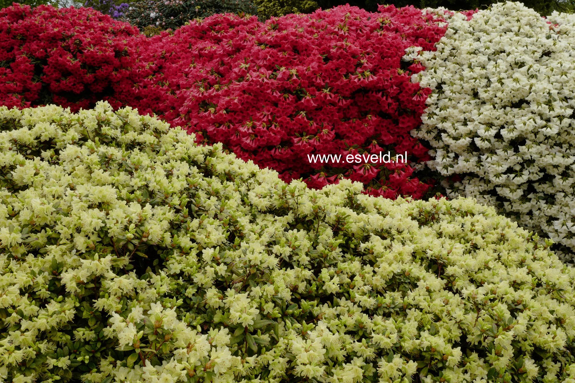 Rhododendron 'Princess Anne'