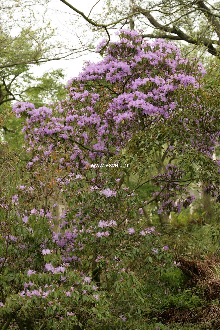 Rhododendron augustinii