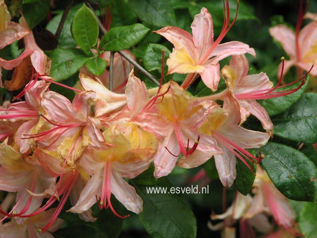 Rhododendron calendulaceum