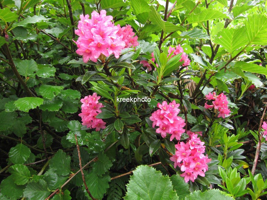 Rhododendron ferrugineum