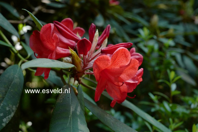 Rhododendron griersonianum