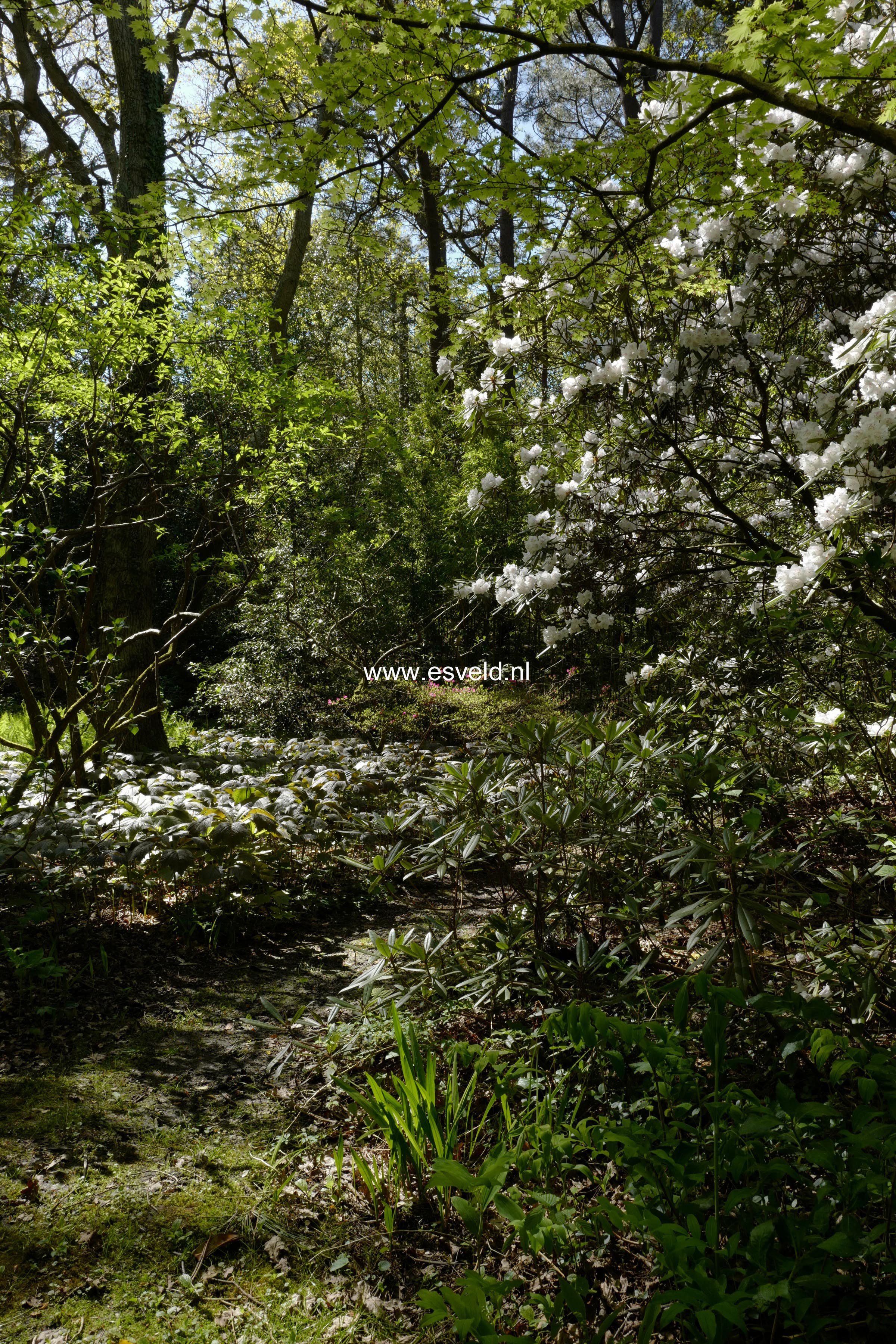 Rhododendron hyperythrum