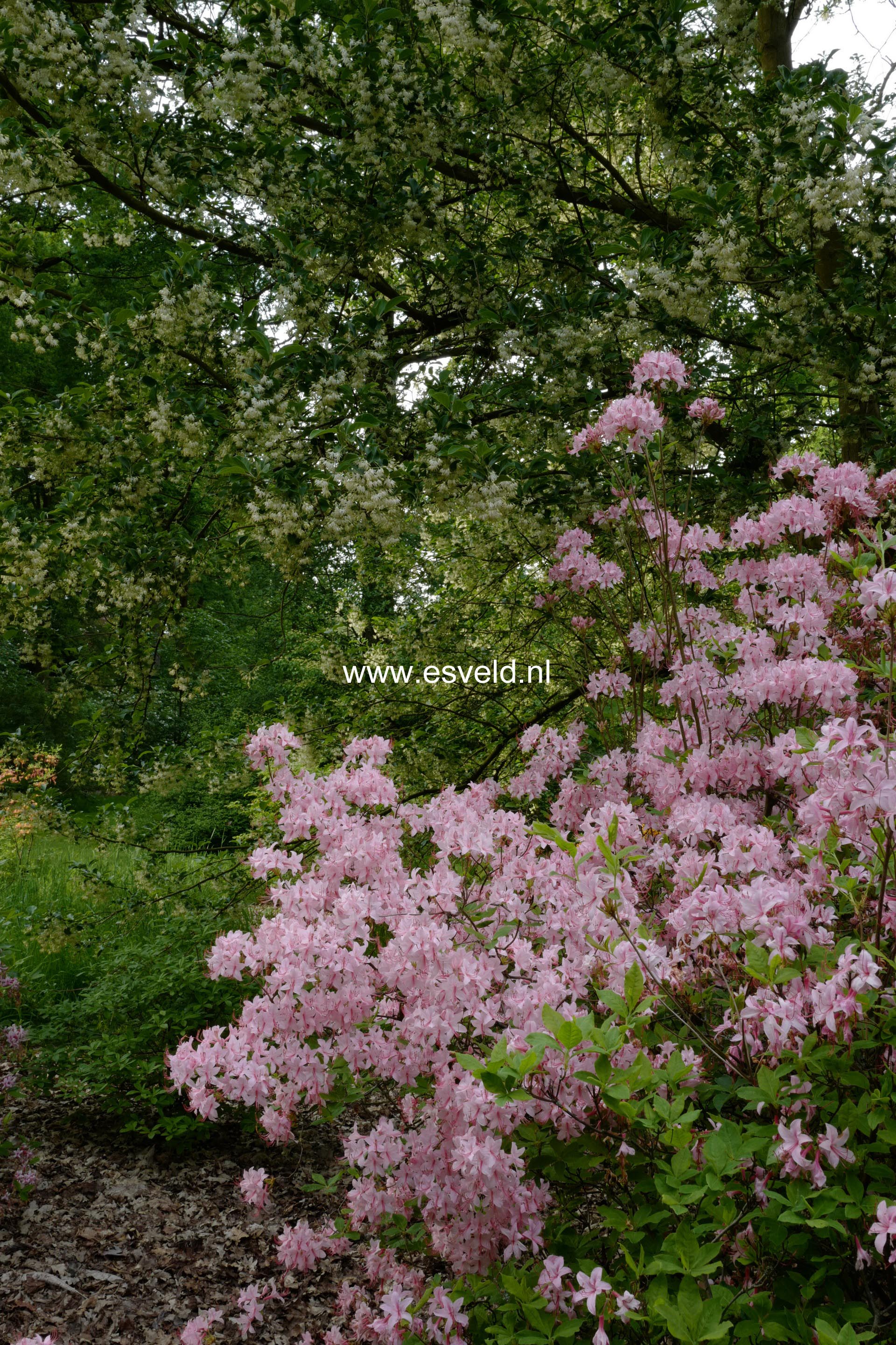 Rhododendron prinophyllum