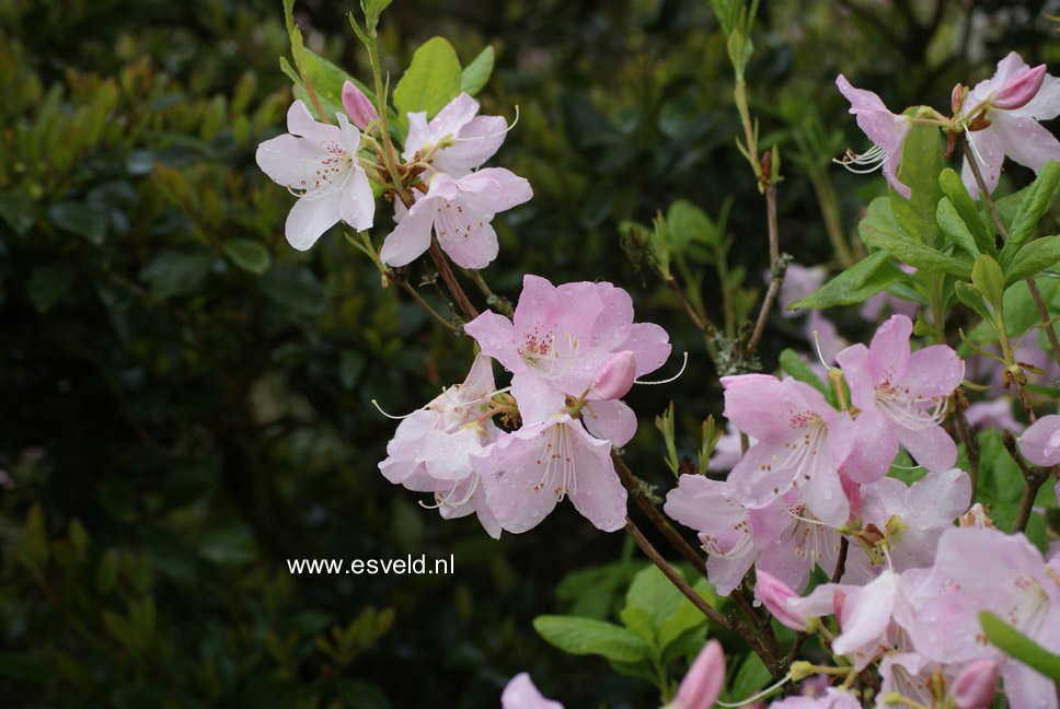 Rhododendron schlippenbachii