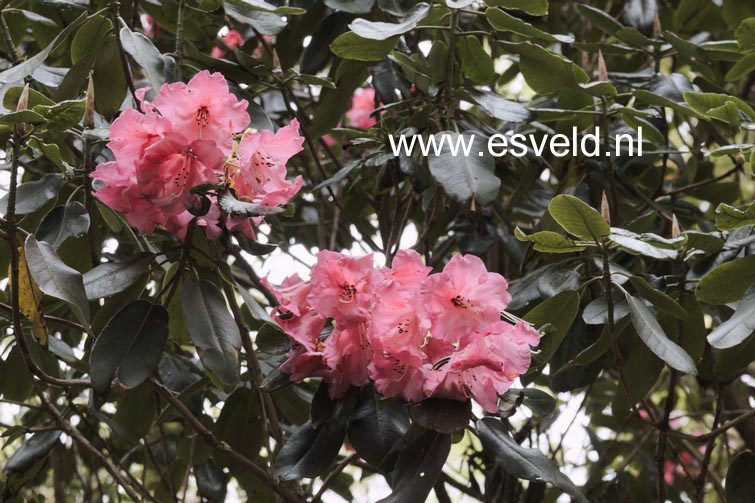 Rhododendron thomsonii