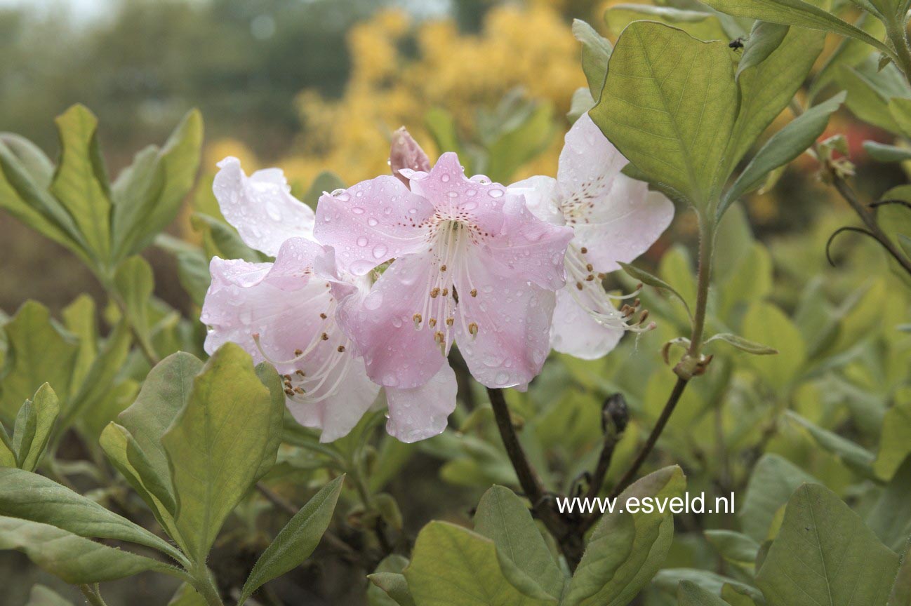 Rhododendron vaseyi