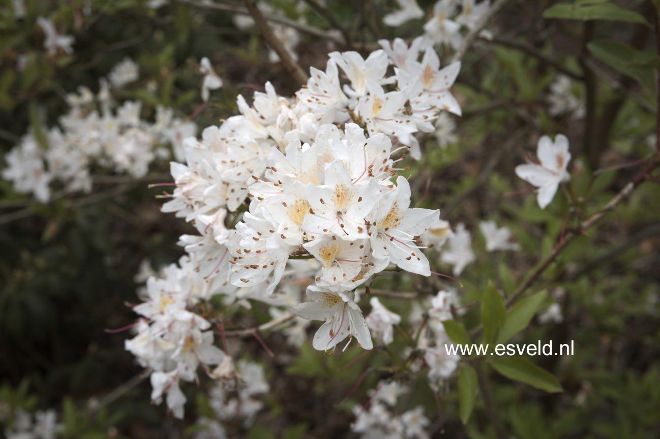 Rhododendron yunnanense