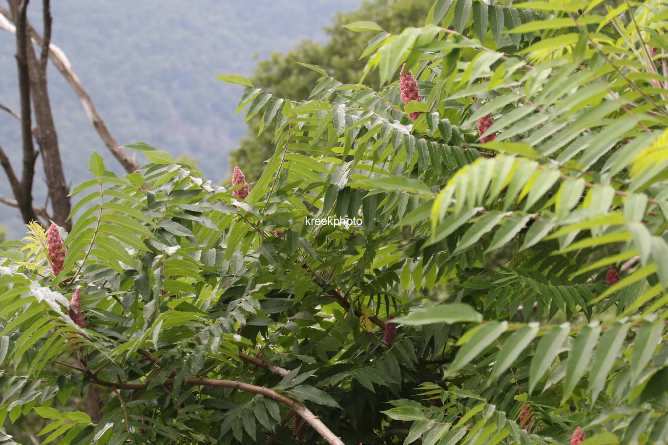 Rhus typhina