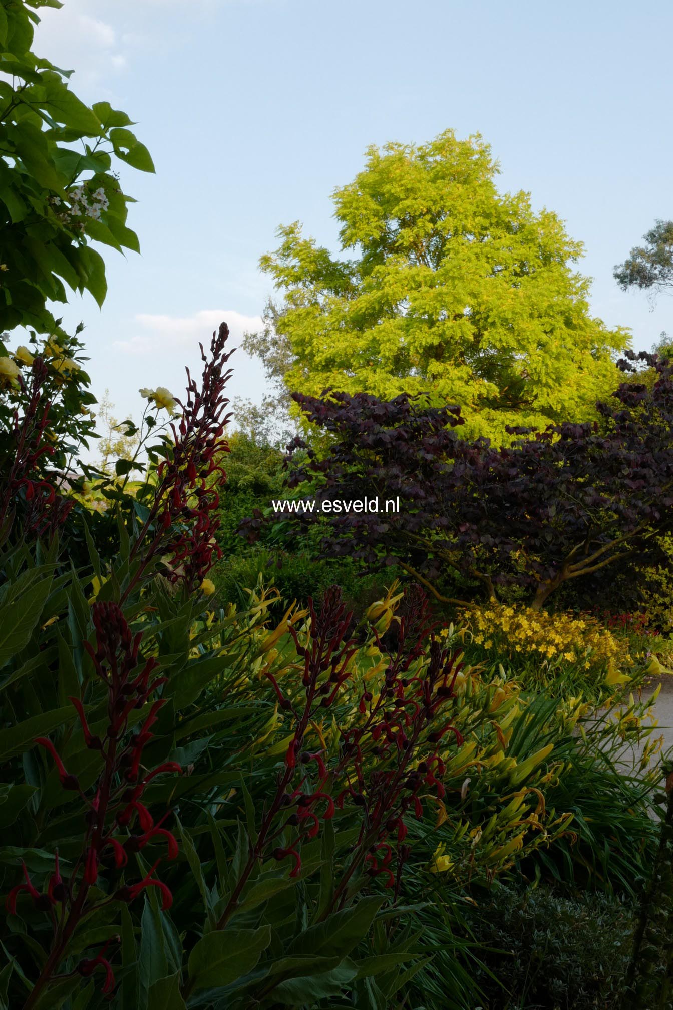 Robinia pseudoacacia 'Frisia'