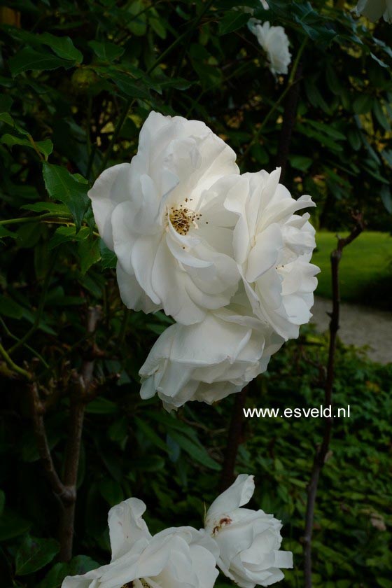 Rosa 'Schneewittchen' (KORBIN)