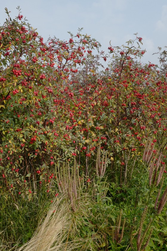 Rosa glauca
