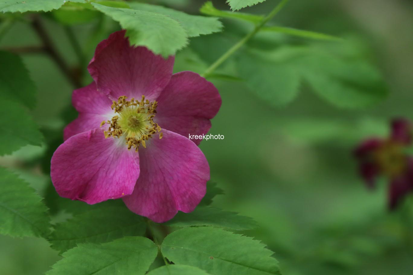 Rosa pendulina