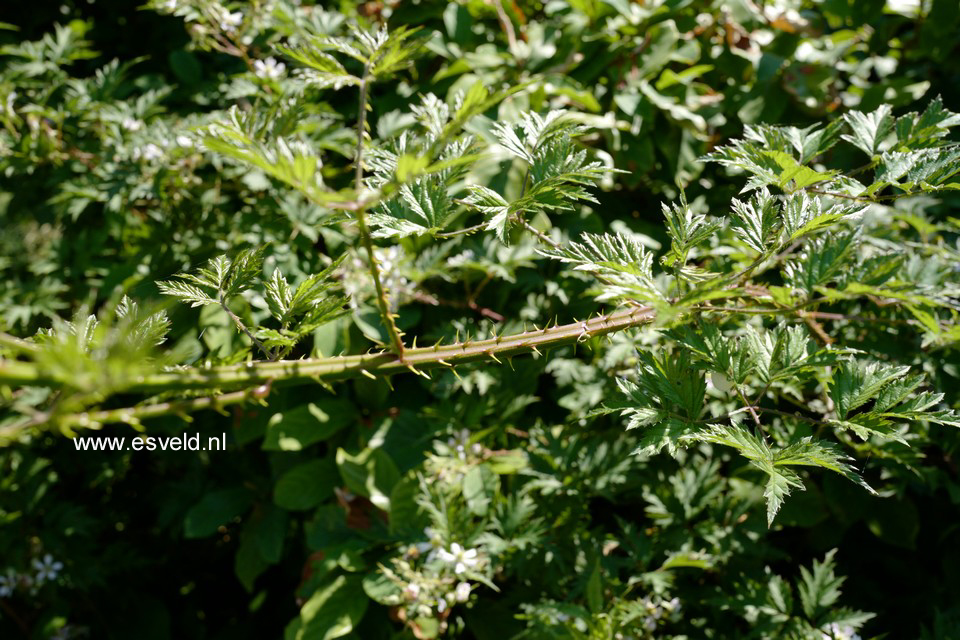 Rubus fruticosus