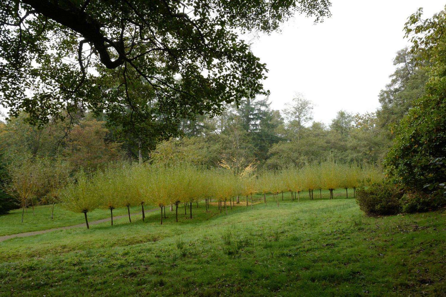 Salix alba 'Chermesina'