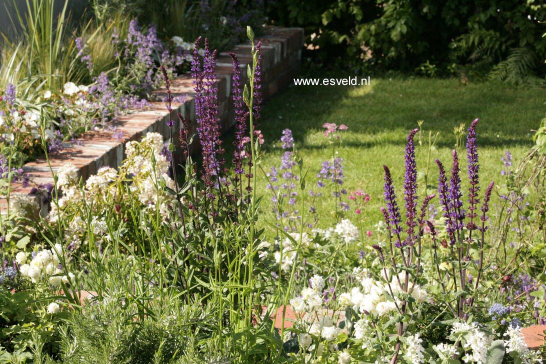 Salvia nemorosa 'Caradonna'