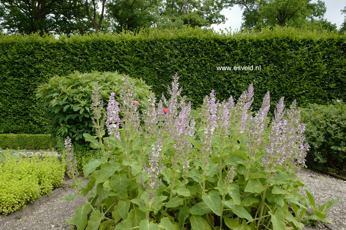 Salvia sclarea