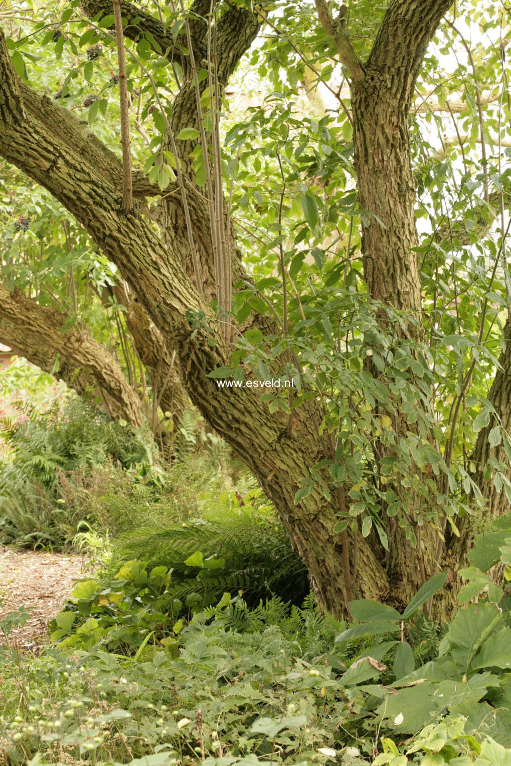 Sambucus nigra
