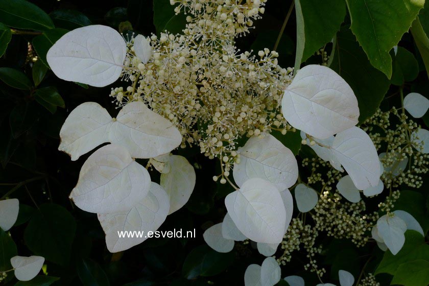 Schizophragma hydrangeoides 'Moonlight'