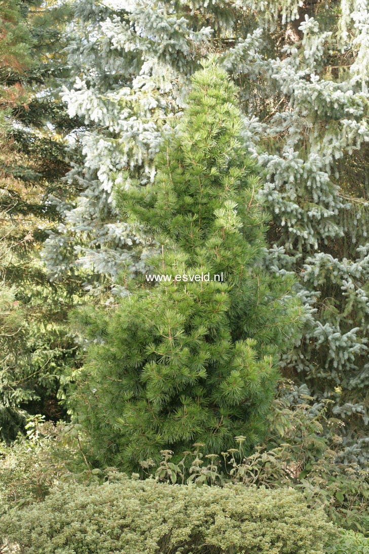 Sciadopitys verticillata