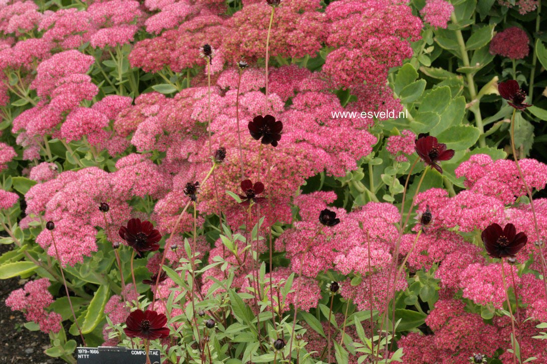 Sedum 'Herbstfreude'
